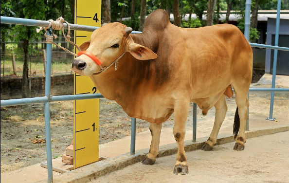 Male - Bull (ষাঁড়)